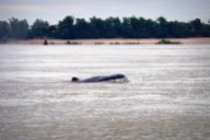 Dolphins in Mekong river!