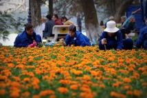 Hanoi, planting flowers